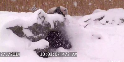 Security Cam Catches Giant Panda Having Best Time Ever During Snowstorm