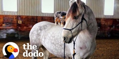 Dog Refuses to Get Down off of His Favorite Horse