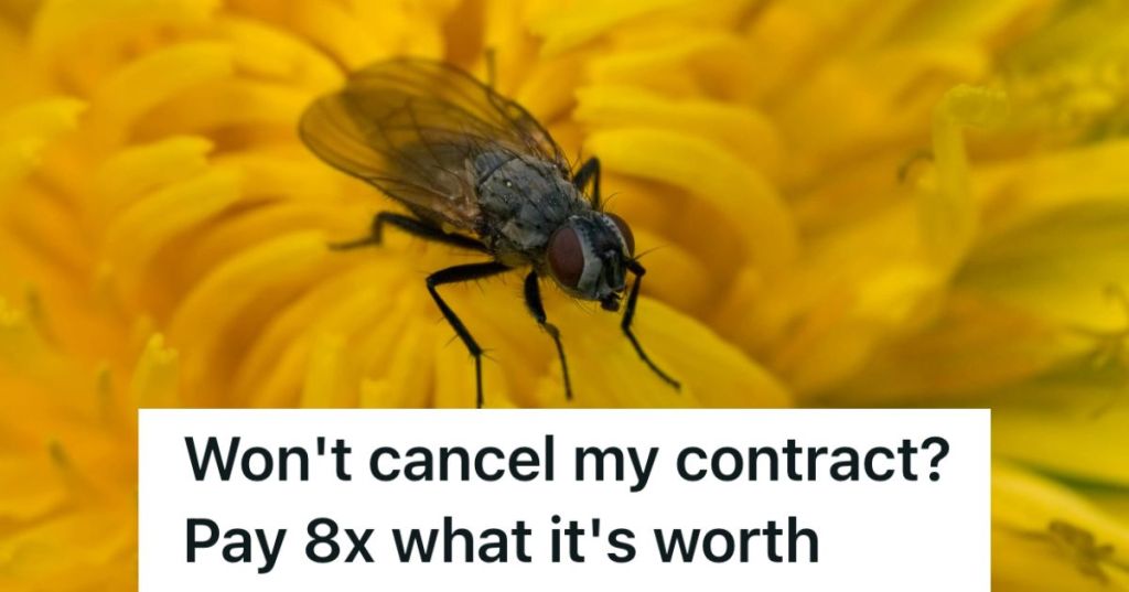 Fly on flower